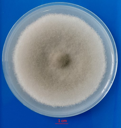 Colletotrichum on PDA