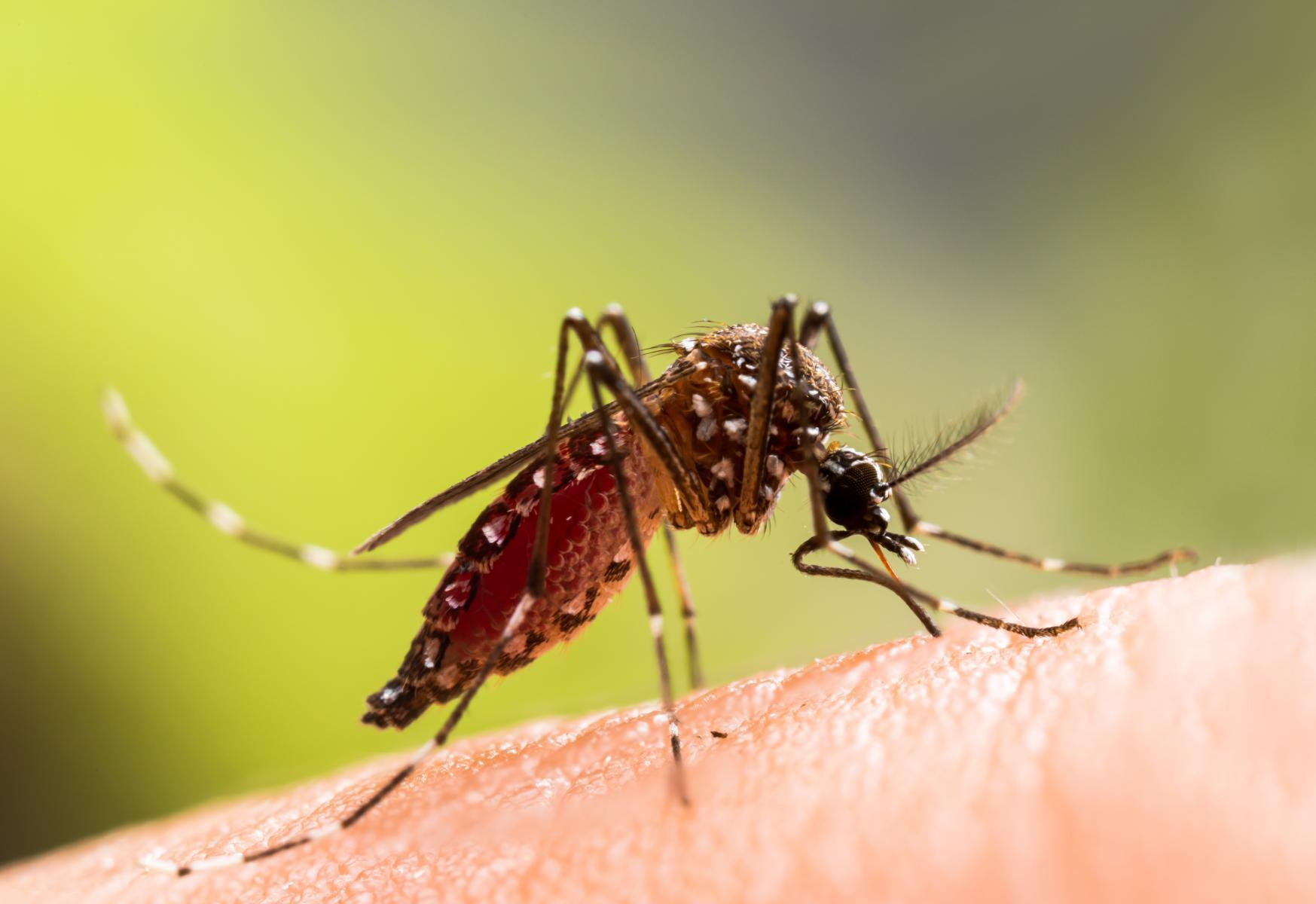 Malaria is spread through bites by infected mosquitoes. Over 249 million malaria cases were reported worldwide in 2022