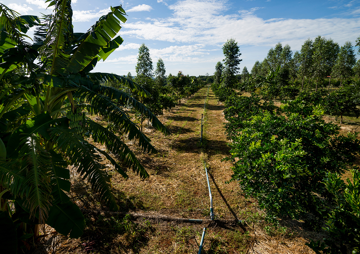 Agroforestry (above) is considered a climate smart agriculture (CSA) practice. CSA has become recognised concepts for guiding the implementation of agricultural practices
