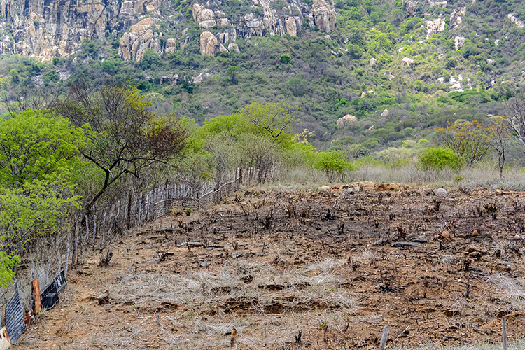 A deforested landscape. A new landmark report calls for fundamental shifts in human-nature interactions to halt and reverse biodiversity loss