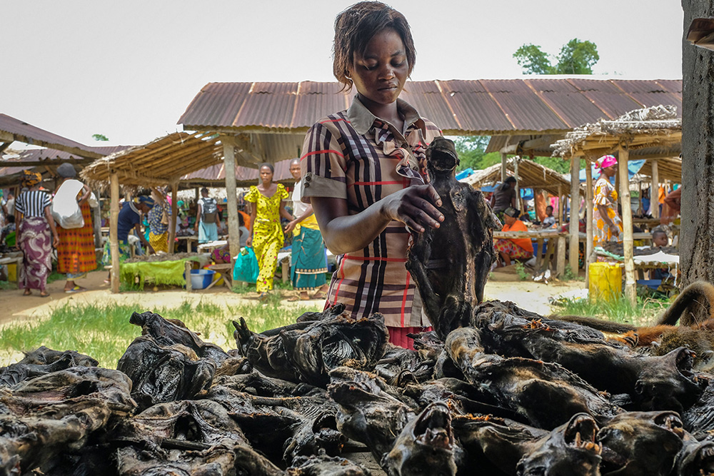 Wild meat at a weekly market in Yangambi town, Democratic Republic of Congo. Photo by Axel Fassio, CIFOR-ICRAF
