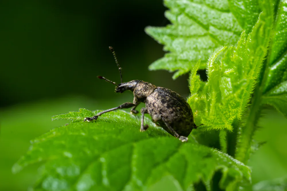 A black vine weevil on a leaf