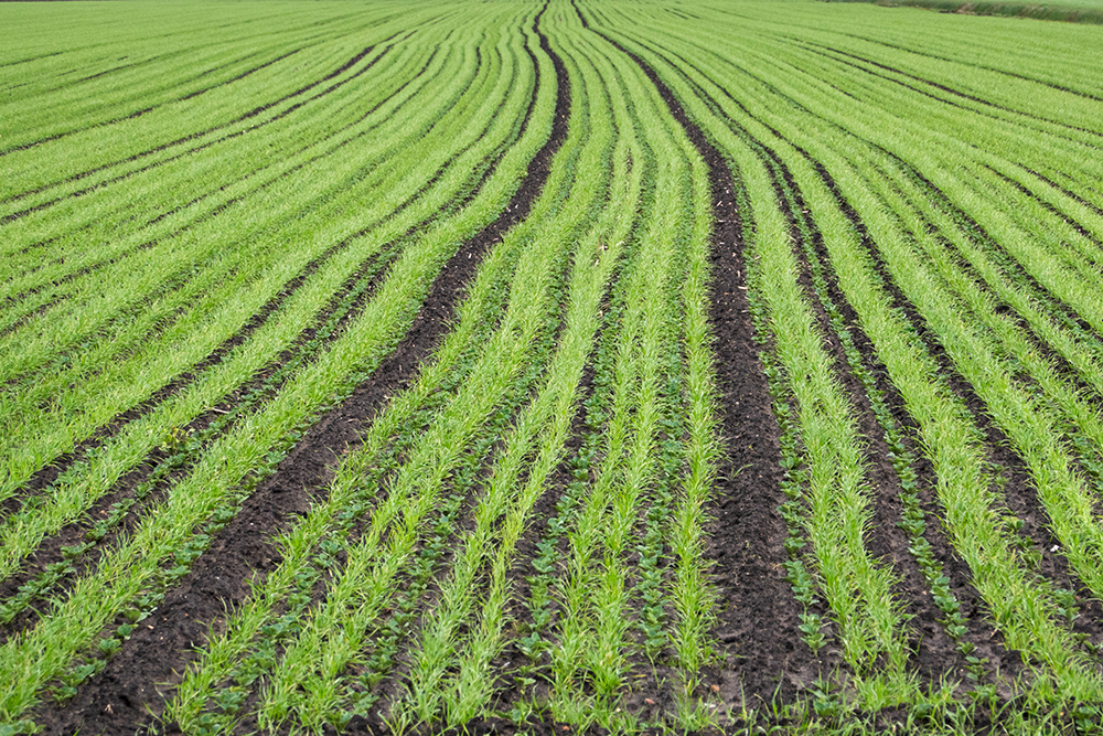 RegenerativeAg2