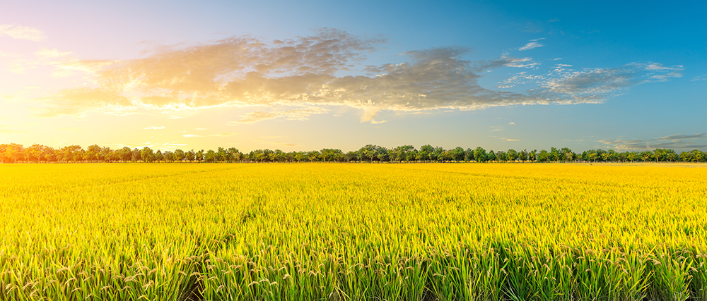 Rice field