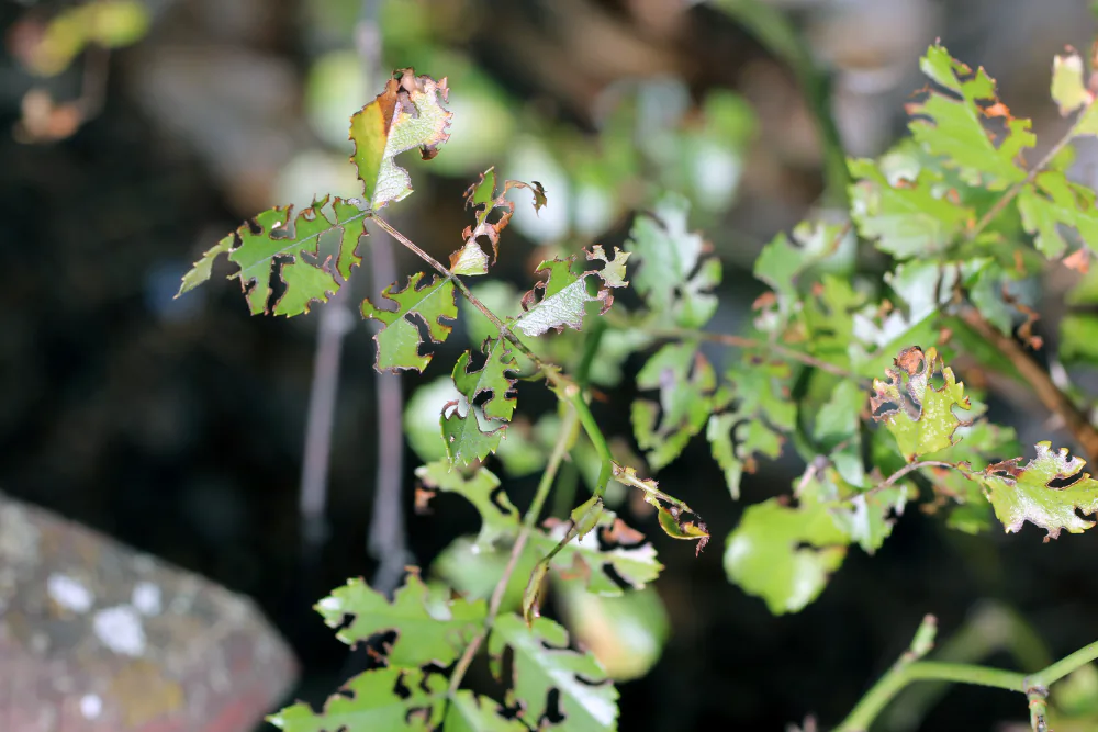 Vine weevil damage on rose leaves