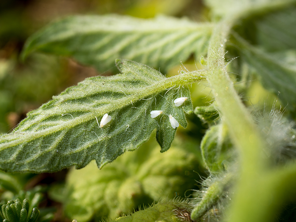 NRI has won a prestigious grant to conduct pioneering research on how the tomato yellow leaf curl virus manipulates its whitefly vector’s brain signals to enhance its transmission