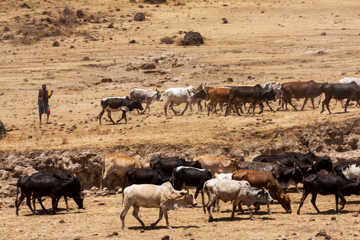 Struggles over water and land have led to rising tensions between farmers and herders in the Nigerian Middle belt in recent times 