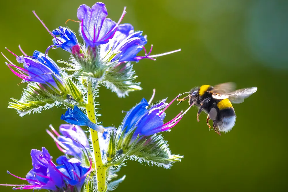 NRI scientists are working with collaborators to optimise pollination by bumblebees 