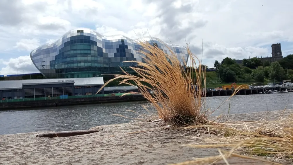 Rattail fescue (Vulpia myuros) growing in an urban area in England