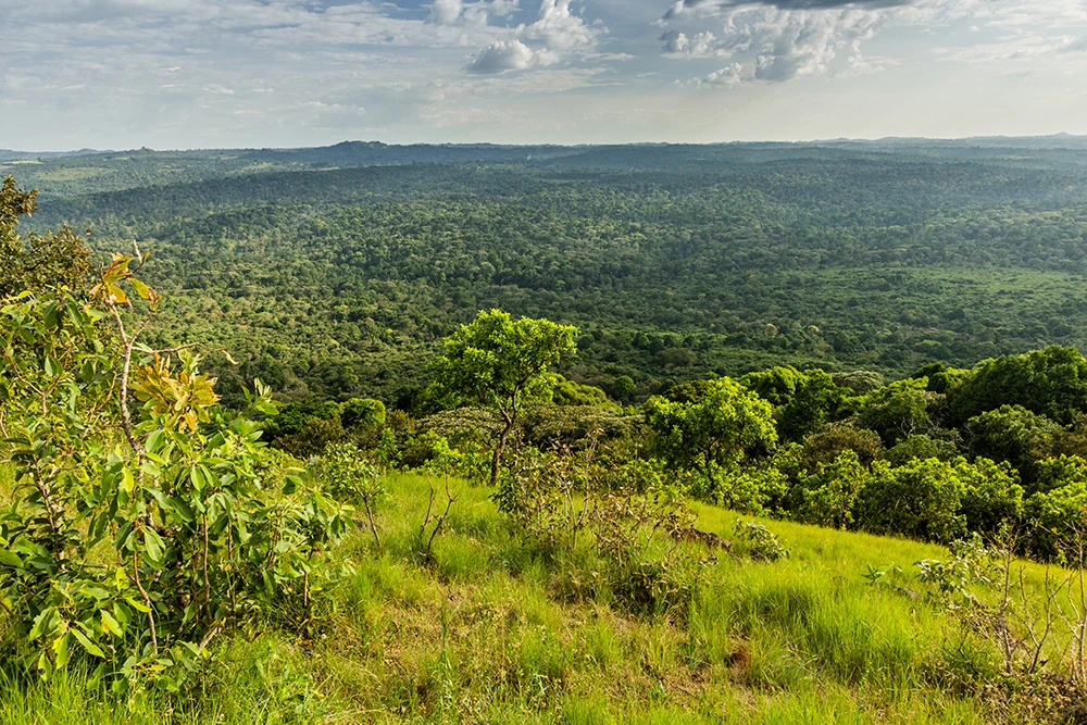 A forest landscape in Kenya. More-than-human research recognises such landscapes, as well as plants, animals and technologies as active participants in political and social life