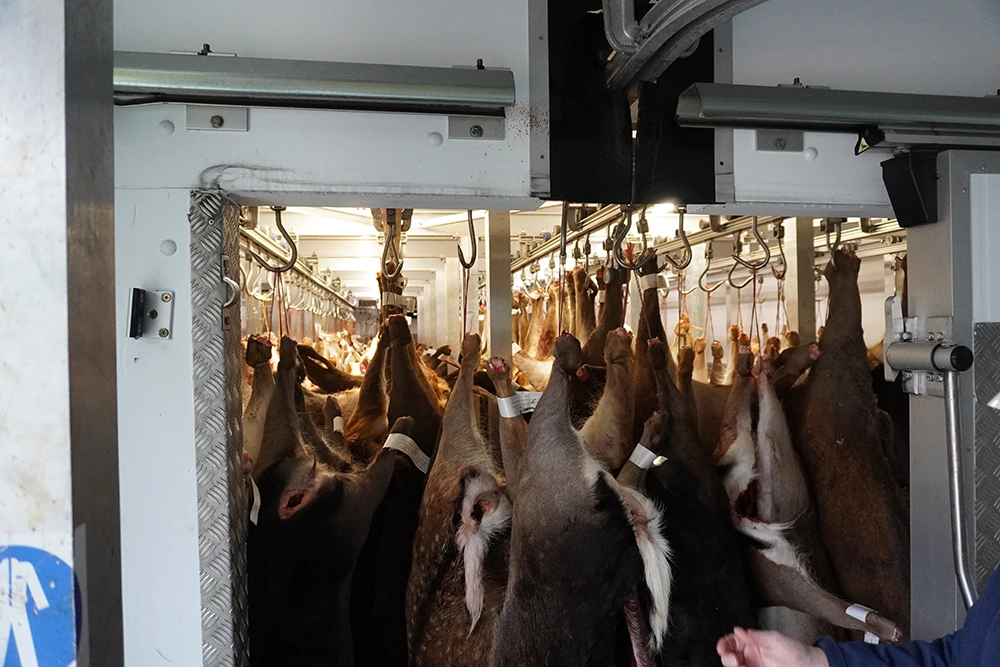 Venison in refrigerated storage