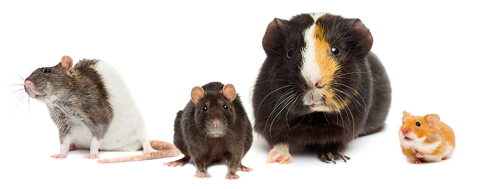 Rodents are a vital connecting link between humans, animals and the environment