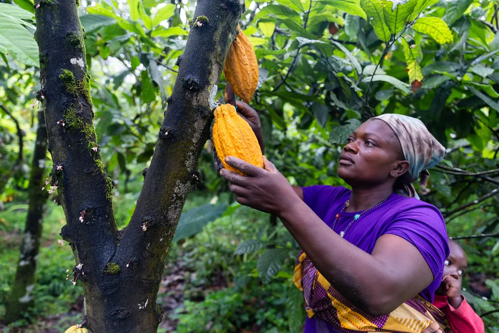 Woman picking cocoa