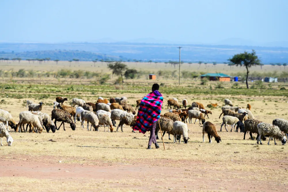 A pastoralist in Kenya. At least 180 million pastoralists herd around one billion animals worldwide.
