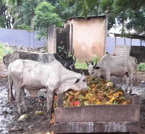 cow eating