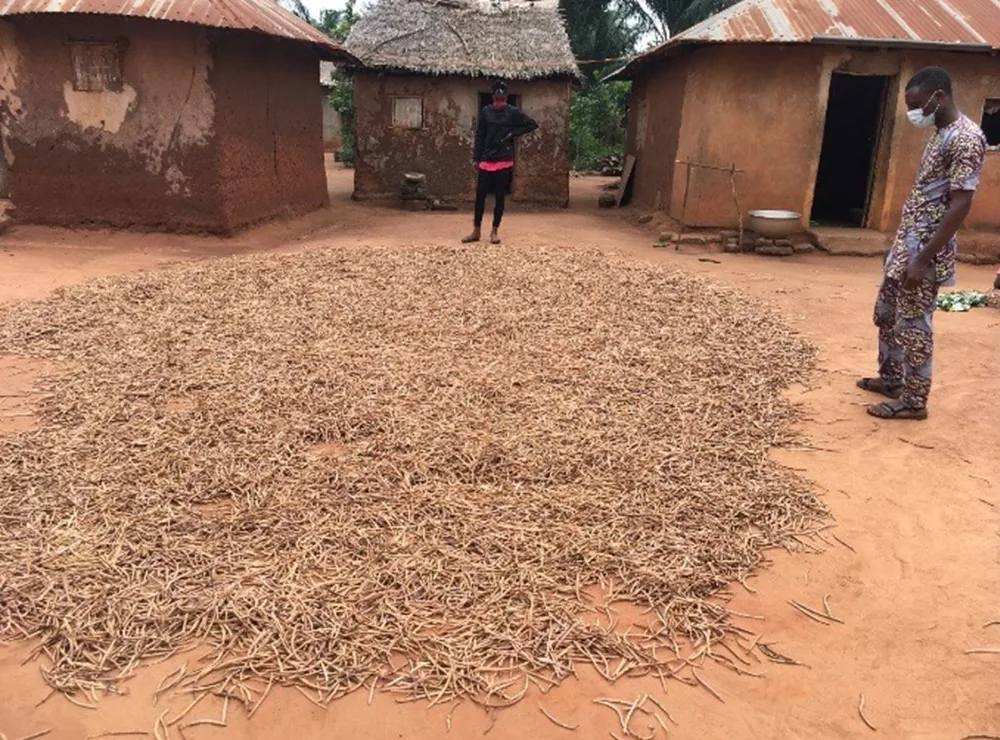 cowpea drying