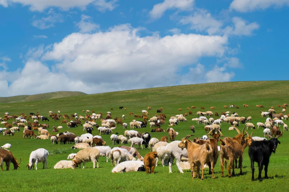 A sheep and goat herd in Mongolia. NRI staff have contributed to several analyses examining economic, social and environmental aspects of value chains in different countries, including cashmere in Mongolia