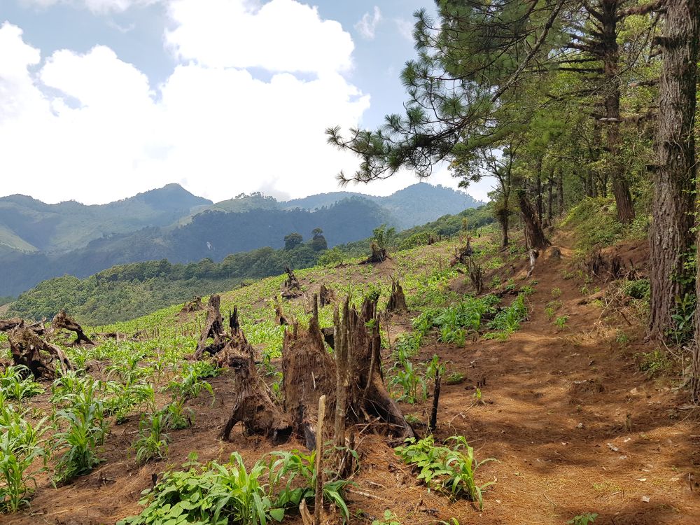 Deforestation in Alta Verapaz, Guatemala