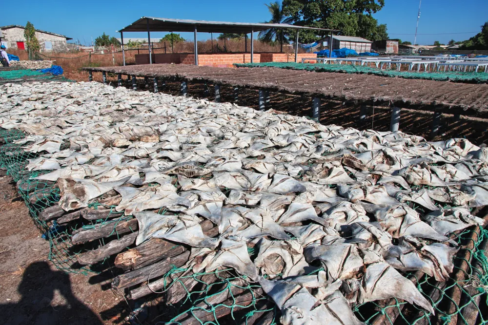 Fish drying on racks in Ziguinchor, Senegal