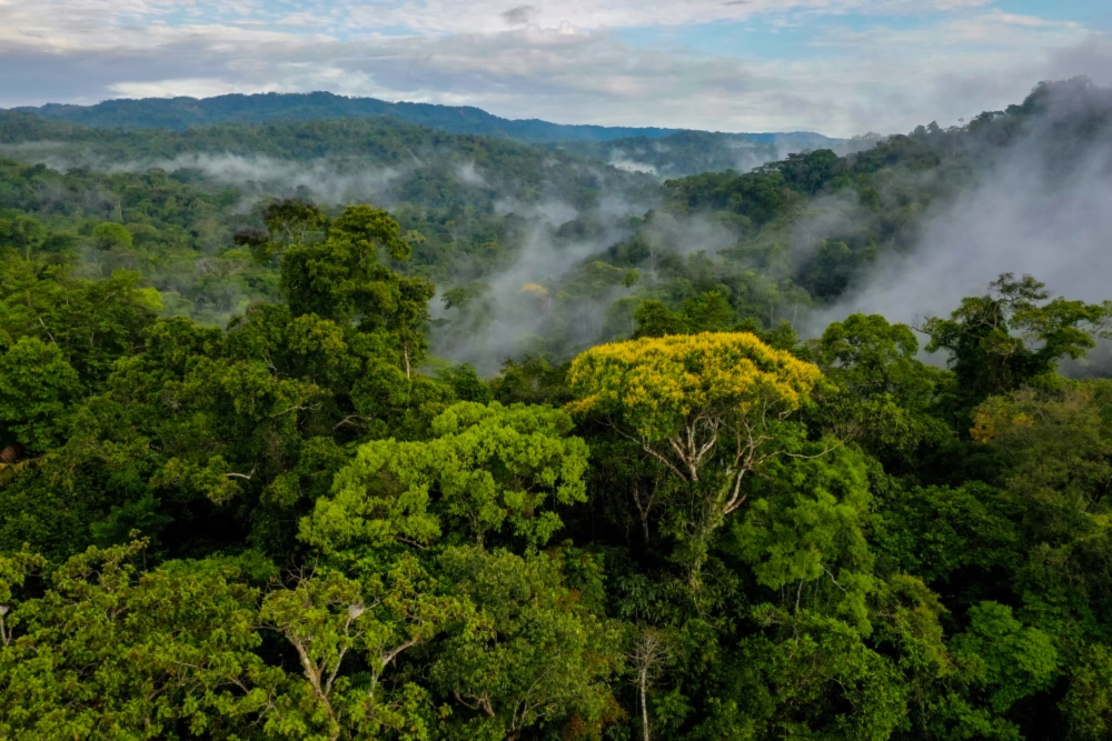 Misty tropical rainforest canopy with dense green trees and low clouds drifting over rolling hills.