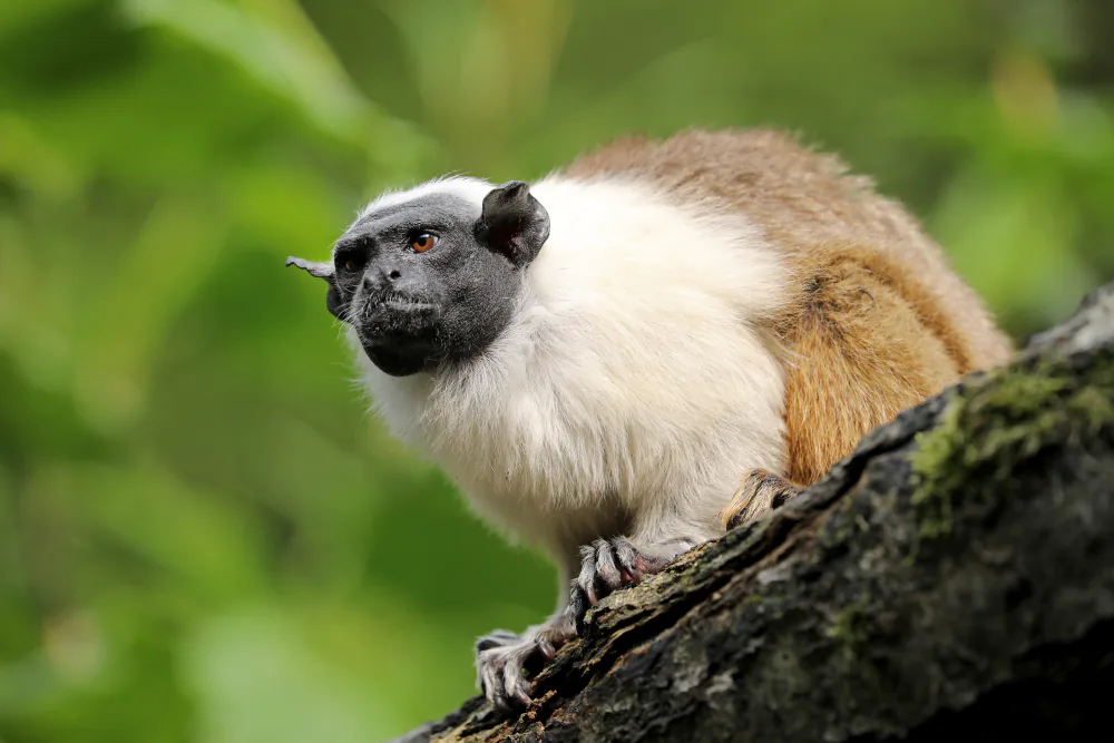 Pied tamarin with a black face and white chest perched on a tree branch in a green forest.