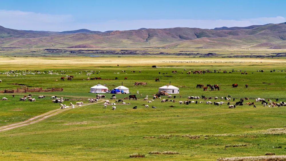 Animals grazing on a rangeland in Mongolia. Rangelands cover about half of the world’s land area.
