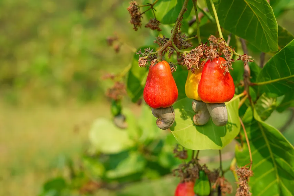 Ripe cashews on a cashew tree