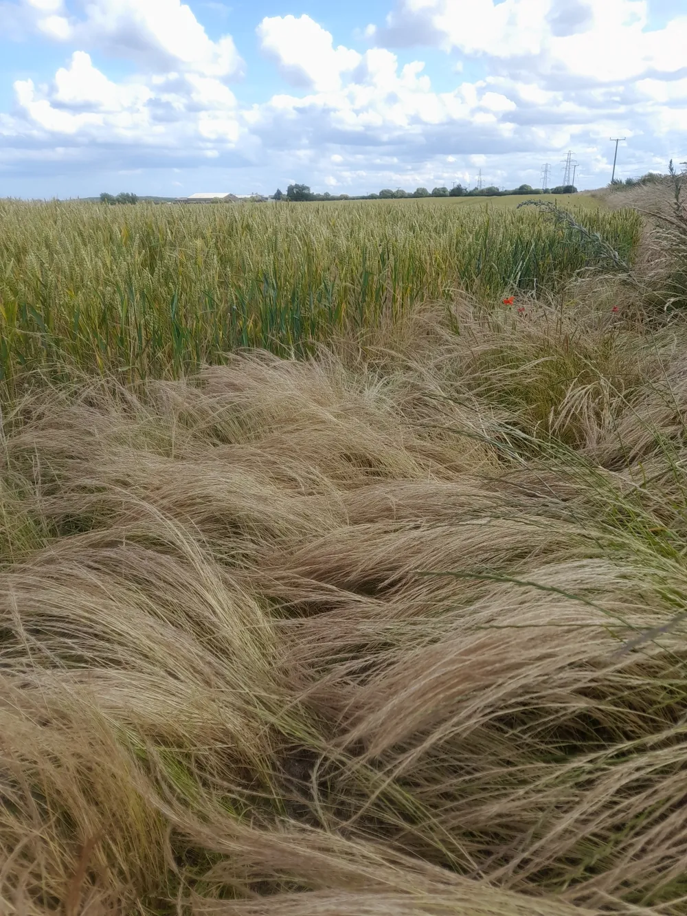 Rattail fescue (foreground) in a wheat field. The weed can cause significant yield losses in arable fields