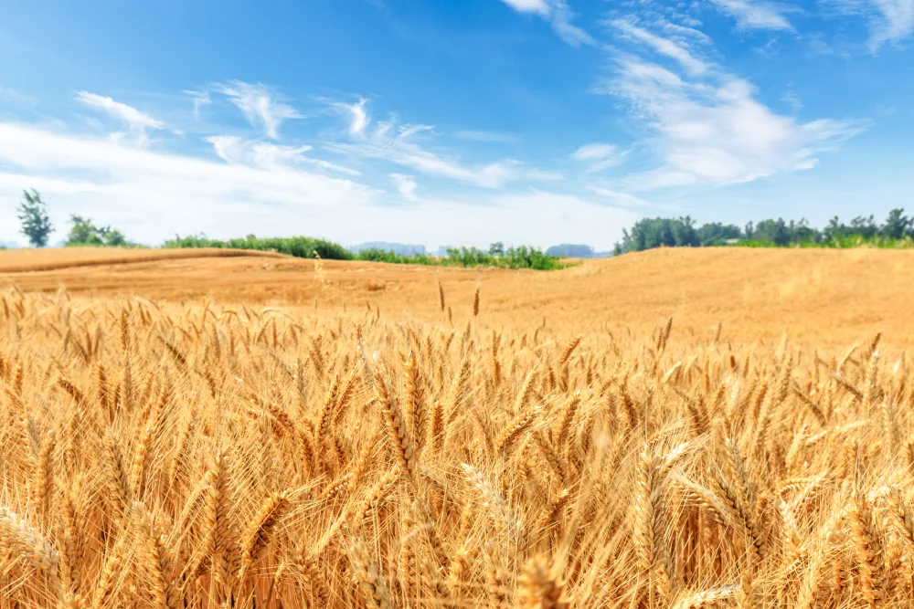 Golden wheat field beneath a blue sky