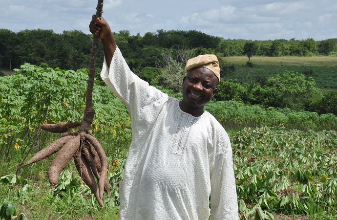 Prof Lateef Sanni of FUNAAB holding cassava roots on a smallholder’s farm in Nigeria | Photo: A Graffham