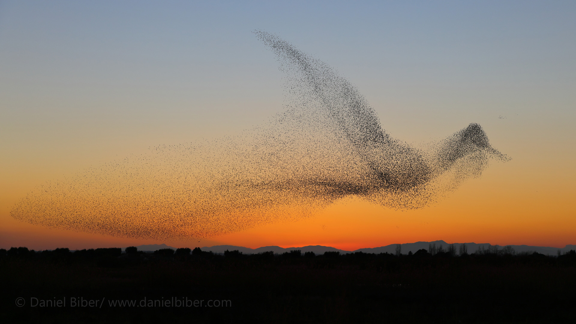 Biber Daniel starlings shaping a giant bird Ds19201080 C