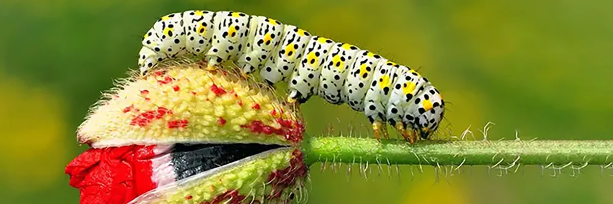 honeybeebiology